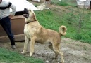 Türkiyenin En büyük Köpekleri UZUN GARİP [HQ]