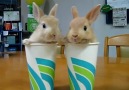 Two Bunnies, Two Cups