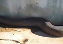 ular terpanjang ditemukan ''mati'' [HQ]
