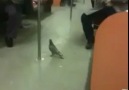 Ulaşım için Metro kullanan güvercin :))
