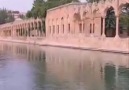 URFA SIRA GECELERİ-DAMLARDA ZILGIT SESİ