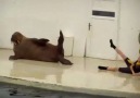 WALRUS EXERCISES WITH TRAINER! [HQ]