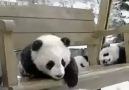 Yaramaz Panda Yavruları