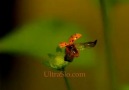 Yavaş Çekim - Uğur böceği