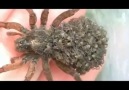 Yavrularını vücudunda taşıyan örümcek...