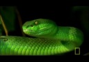 Yeşil engerek yılanı