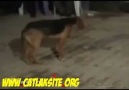 Yurdum Köpeği Bile Oynakkk :)