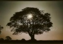 Zeki Müren - O Ağacın Altı