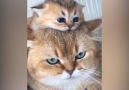 Akıllı Tv Resmi Sayfası - Bu Anne Kedilere Bayılacaksınız En umursamaz anneler