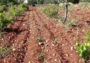 Alaparmak Emlak - Güngürge köyünde SATLIK 1000m2 Fıstıklık...