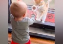 All My Babies - Top Cutest Baby Playing With Cats