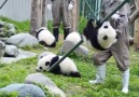 Amazing Land - Haha What a Cute Panda!!!