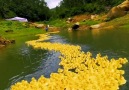 Amazing Land - What a Wonderful Free-range Duck Farm!!!