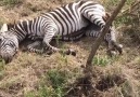 Beautiful people who saved the life of zebra - İzlenen Belgesel Dünyası