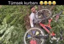 Bozan Bekem - Tümsek kurbanı