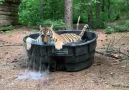 Carolina Tiger Rescue - Madonna Tiger gets her pool