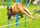 Cesar Millan - This Police Dog In Blindfolds Walks Expertly On Tightrope