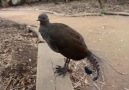 CosmosUp - The Lyre Bird copies many sounds to attract a mate including a camera shutter car alarm and chainsaw