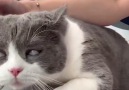CUTE PETS - This cat can speak like human
