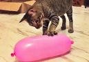 Cute Zone - Cute is not enough Best funny pets videos