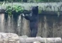 Cypress Hill - This bear is training for the remake of...