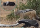 DMX - Jackal And Badger Take On 6ft Python