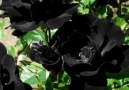 DOĞA Hayattır - Siyah Güller & Black RosesDünyada sadece...