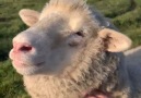 Edgar&Mission - Sheep love affection!