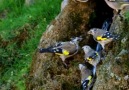 en nature... cliquez... - Carduelis Carduelis