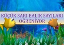 Fergül Kansu - KÜÇÜK SARI BALIK SAYILARI ÖĞRENİYOR...