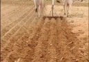 Global Medios - AGRICULTURA sustentable que no contamina