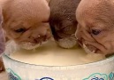 Go Animals - Getting milk drunk!