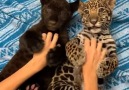 Go Animals - Way too adorable playtime!