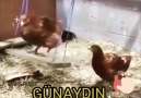 Günaydın - Güzel Sözler Anlamlı Fotograflar