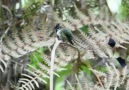 Hisao Kanno - Spatuletail