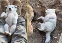 İnternethaber TV - Mehmetçik yine gönülleri fethetti! Yavru köpeği ayağında sallayarak uyuttu