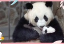 iPanda - The growing-up diary of baby pandas