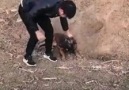 Köpekler zeki ve cok sadık bir hayvan - Türkiye sevdaliları