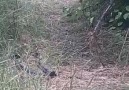 Mesut Alp - Kacarlar yılanları