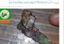 Milli Mücadele - ŞOK İDDİA İSRAİL ASKERLERİNİN DERİLERİNDE ÇİP VAR !!