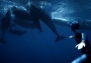 National Geographic - See captivating freediving footage in &Breath Around the World&