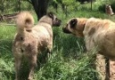 Orhan Yalçınkaya farkıyla safkan... - Orhan Yalçınkaya