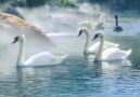 Outdoor Kingdom - Such a Peaceful & Beautiful Swans Garden!!!
