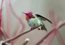 Patiliyo - Sinek kuşunun muhteşem renk değişimleri...