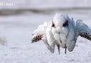 People&Daily China - What an ethereal beauty! Great bustard elegantly showing off its bizarre features.