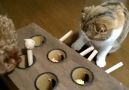 Rumble Cats - Cat plays homemade whack-a-mole game
