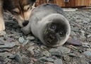 Russia Beyond - BFF Baikal seal & caring doggo!