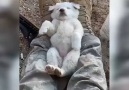 Sabah.com.tr - İşte Mehmetçikin merhameti! Mehmetçik yavru köpeği salladı izlenme rekorları kırdı