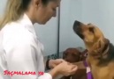 Saçmalama ya - Veterinerine aşık olan köpek