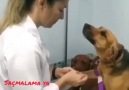 Saçmalama ya - Veterinerine aşık olan köpek